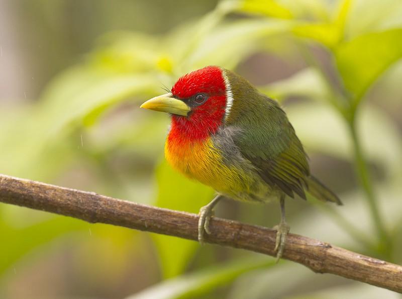 reproducao do barbet-de-cabeca-vermelha