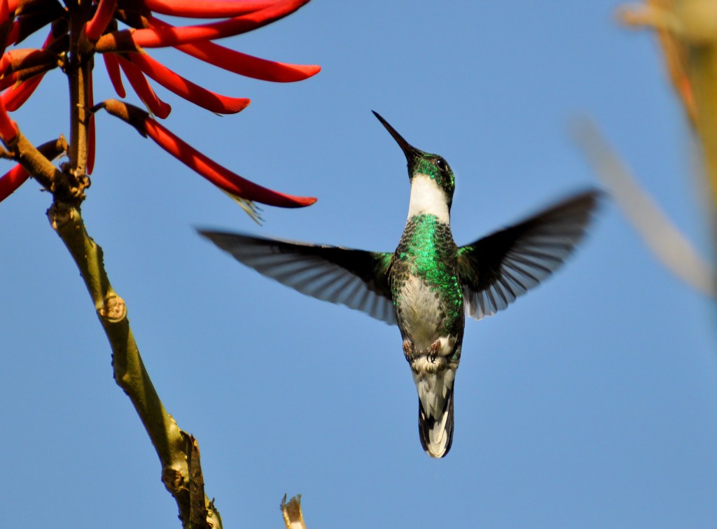 reproducao do beija-flor-de-papo-branco