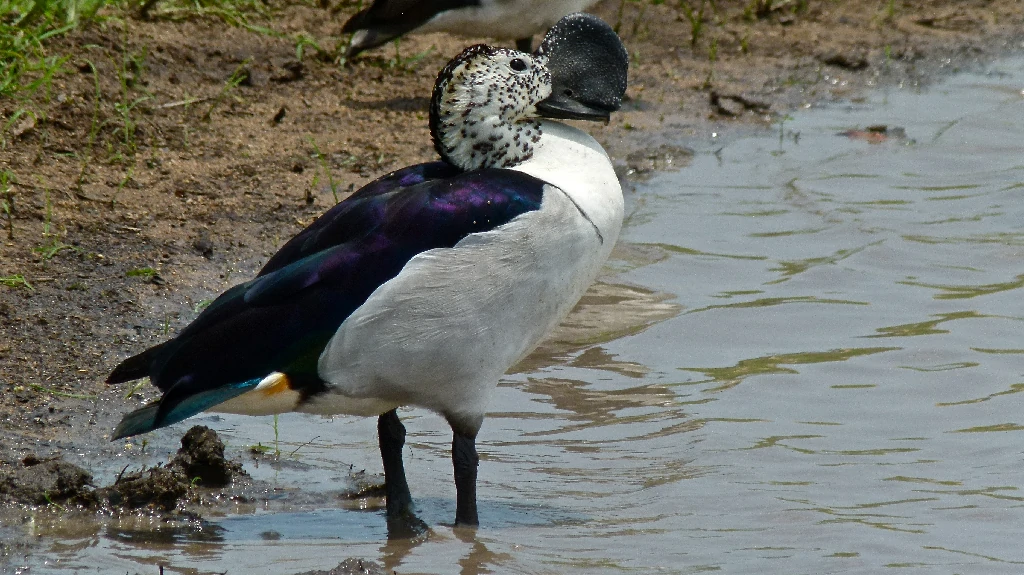 reproducao do pato-de-caruncula