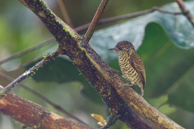 reproducao do picapauzinho-do-amazonas