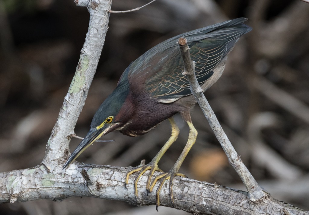 soco-mirim habitat