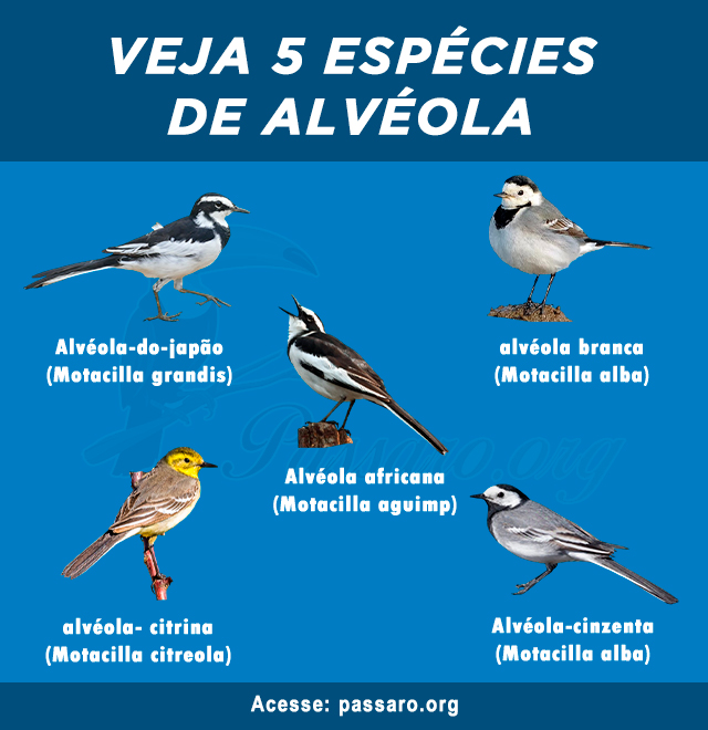 tipos de alveola