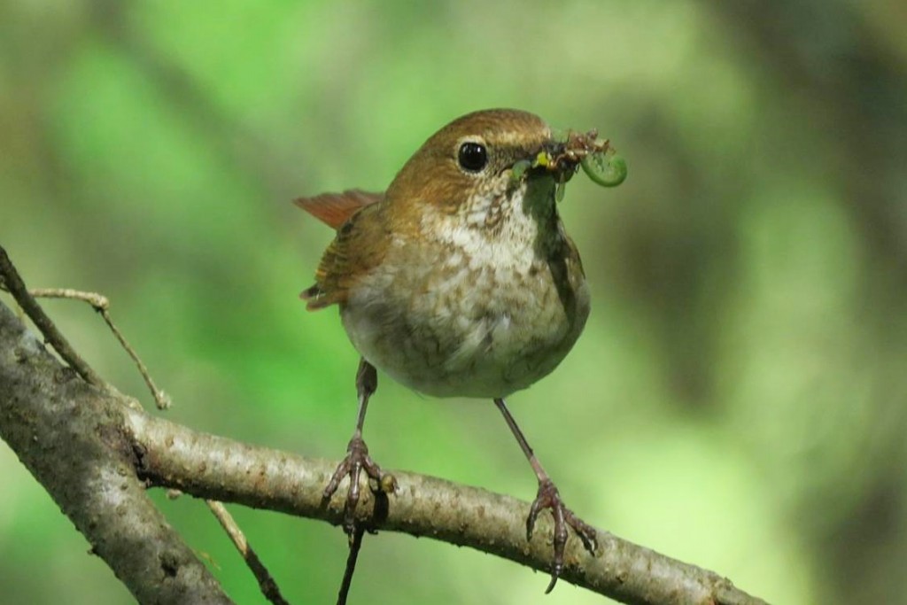 tordo-de-cauda-ruiva