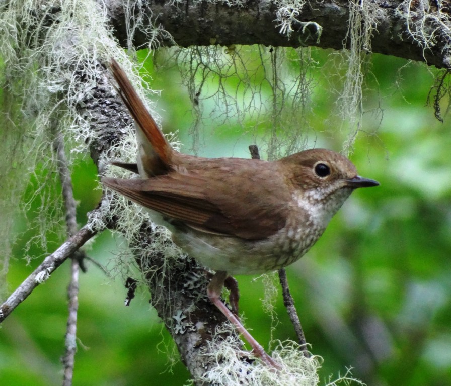 tordo-de-cauda-ruiva