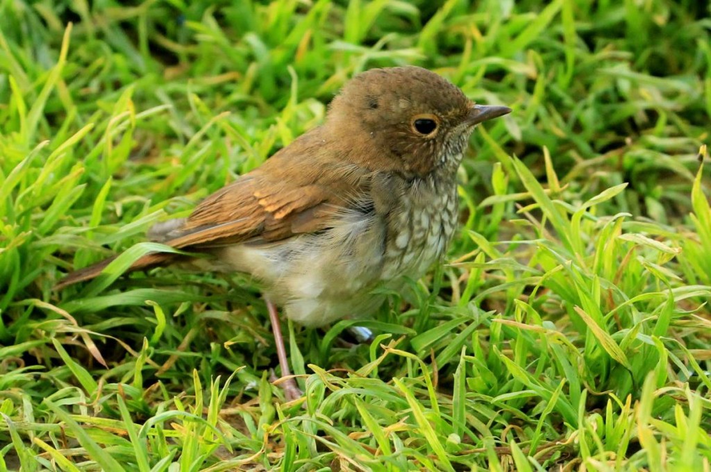 tordo-de-cauda-ruiva