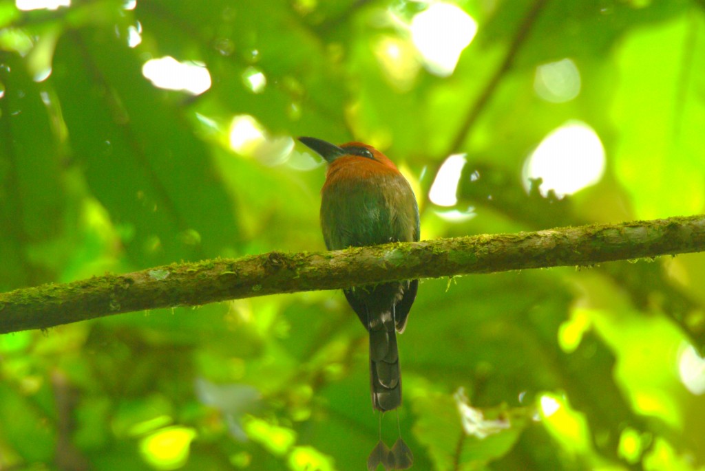 udu-de-bico-largo