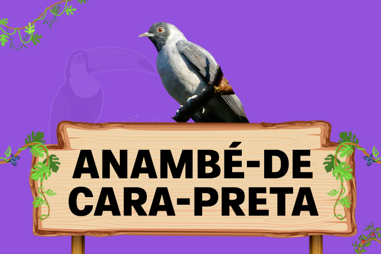 Anambé-de-cara-preta