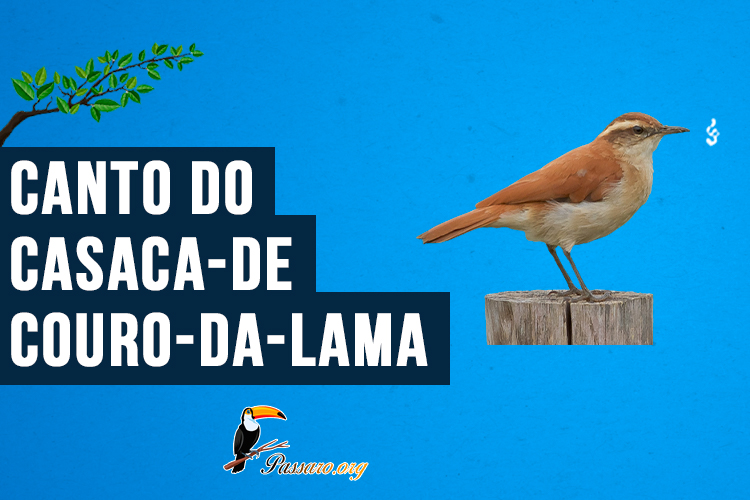 Canto do Casaca-de-couro-da-lama