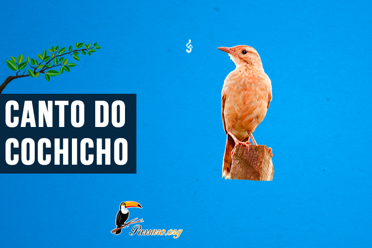 Canto do Cochicho