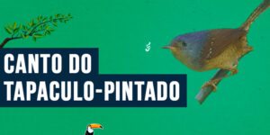 Canto do Tapaculo-pintado