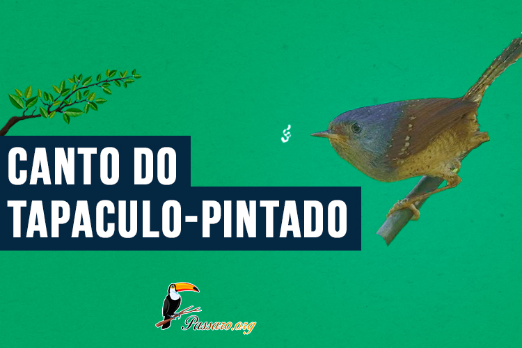 Canto do Tapaculo-pintado