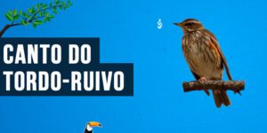 Canto do Tordo-ruivo