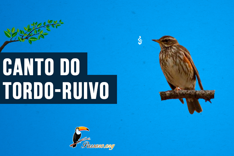 Canto do Tordo-ruivo