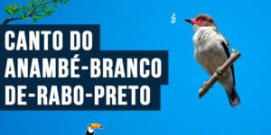 Canto do anambé-branco-de-rabo-preto