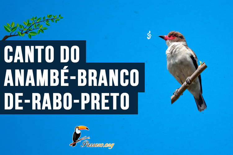 Canto do anambé-branco-de-rabo-preto