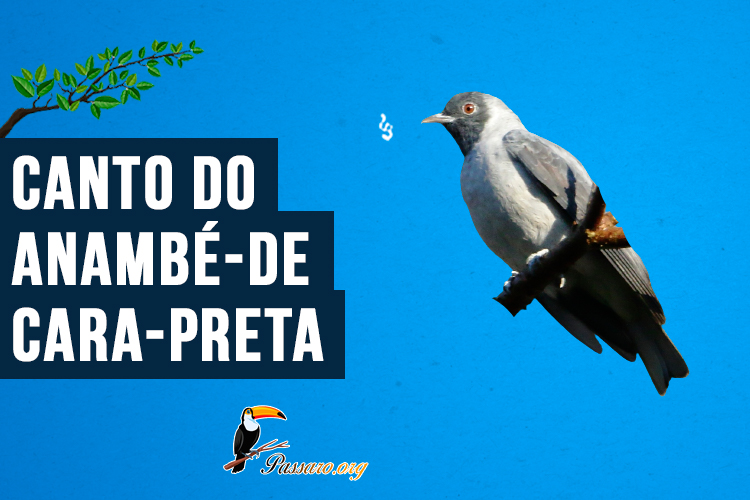 Canto do anambé-de-cara-preta