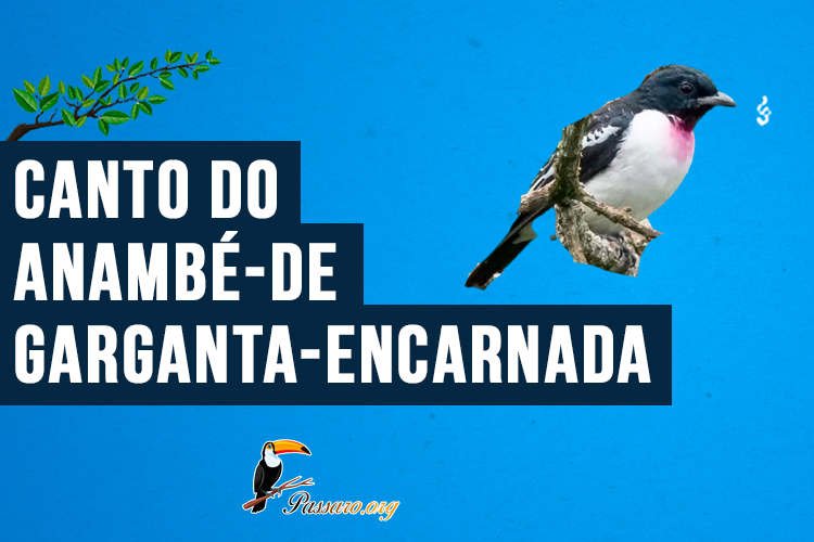 Canto do anambé-de-garganta-encarnada