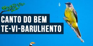 Canto do bem-te-vi-barulhento