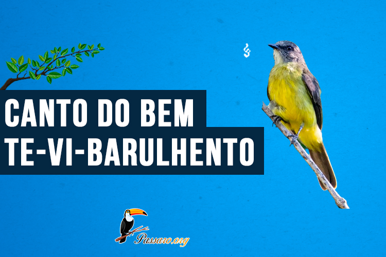 Canto do bem-te-vi-barulhento