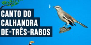 Canto do calhandra-de-três-rabos