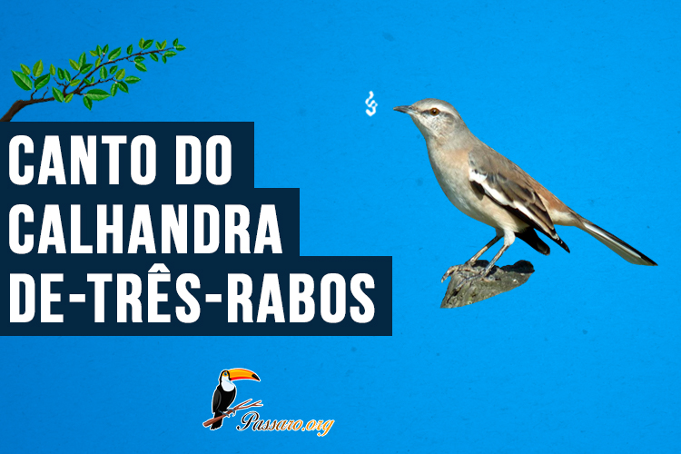 Canto do calhandra-de-três-rabos