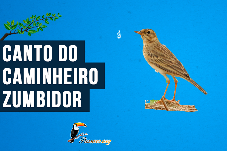 Canto do caminheiro-zumbidor