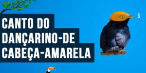 Canto do dançarino-de-cabeça-amarela