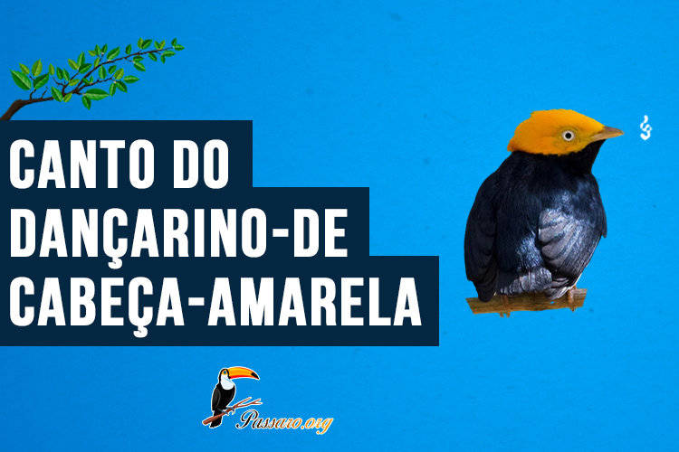 Canto do dançarino-de-cabeça-amarela