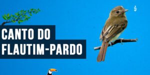 Canto do flautim-pardo