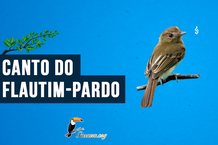 Canto do flautim-pardo