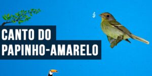 Canto do papinho-amarelo