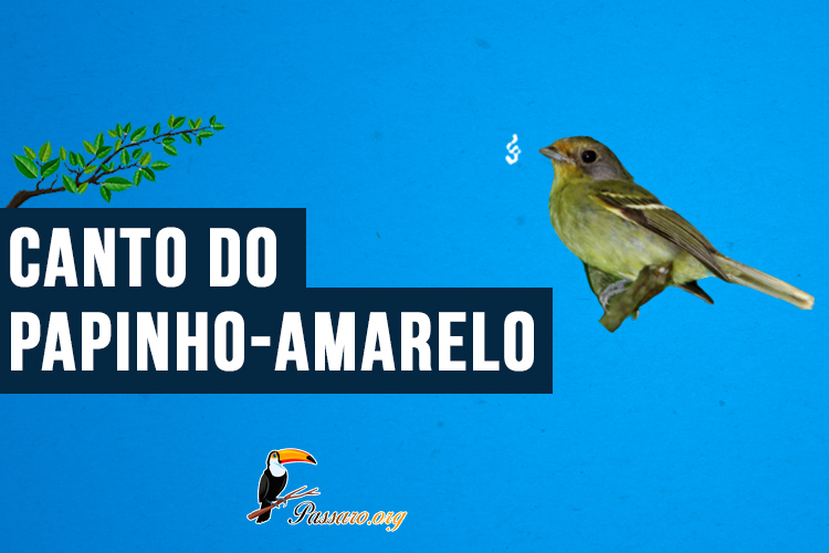 Canto do papinho-amarelo