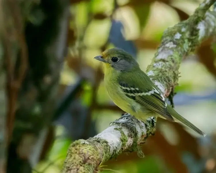 Canto papinho-amarelo