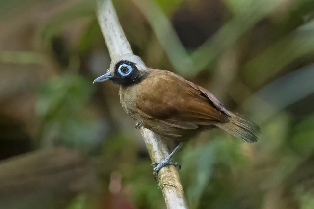 alimentacao da mae-de-taoca-cabecuda