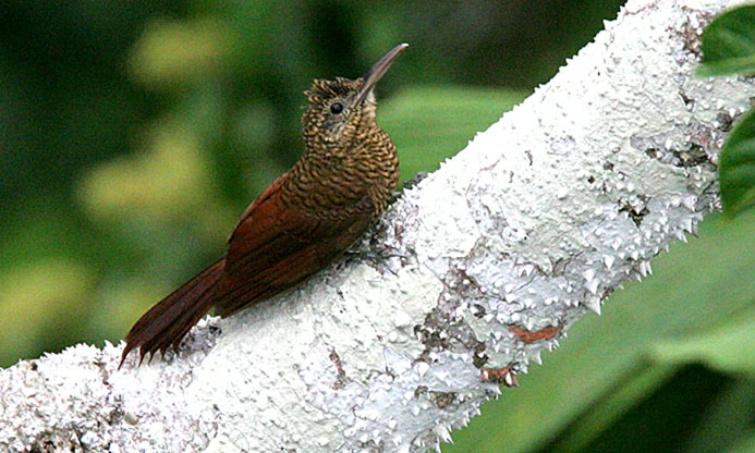 alimentacao do arapacu-barrado da amazonia