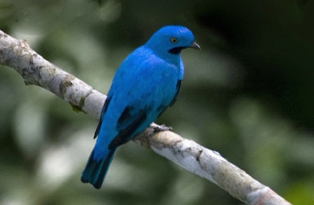 alimentacao do cotinga-azul