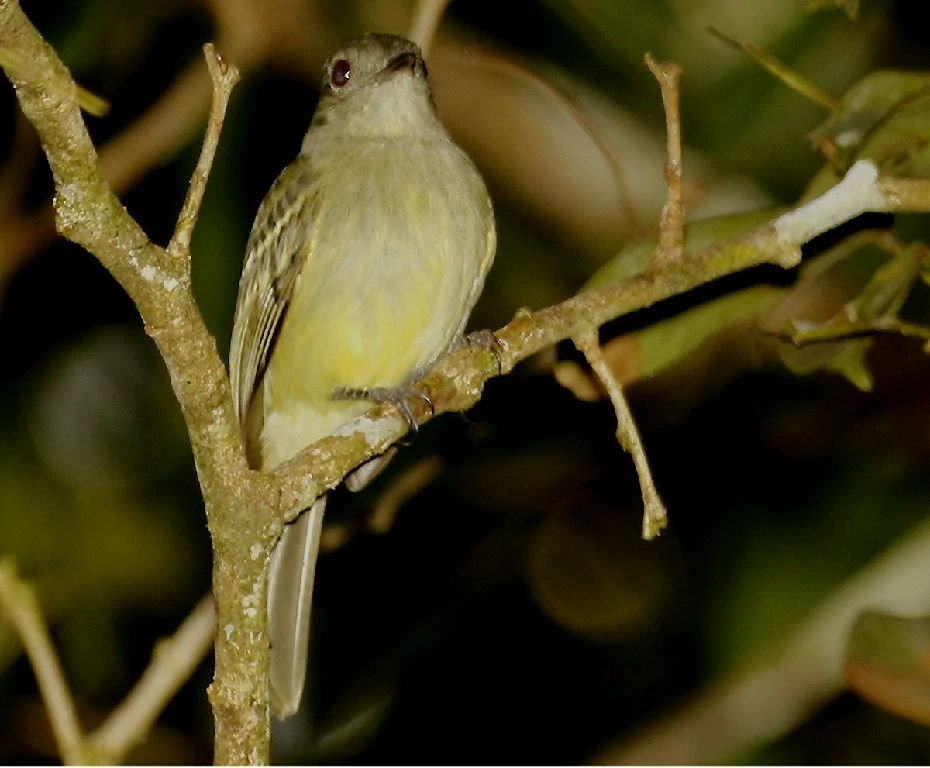 alimentação do guaracava-de-penacho-amarelo