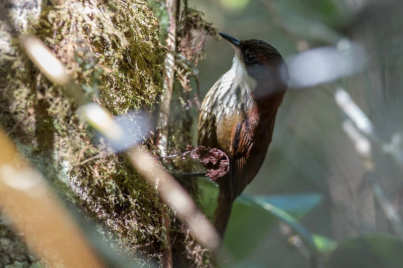 alimentacao do joao-de-roraima