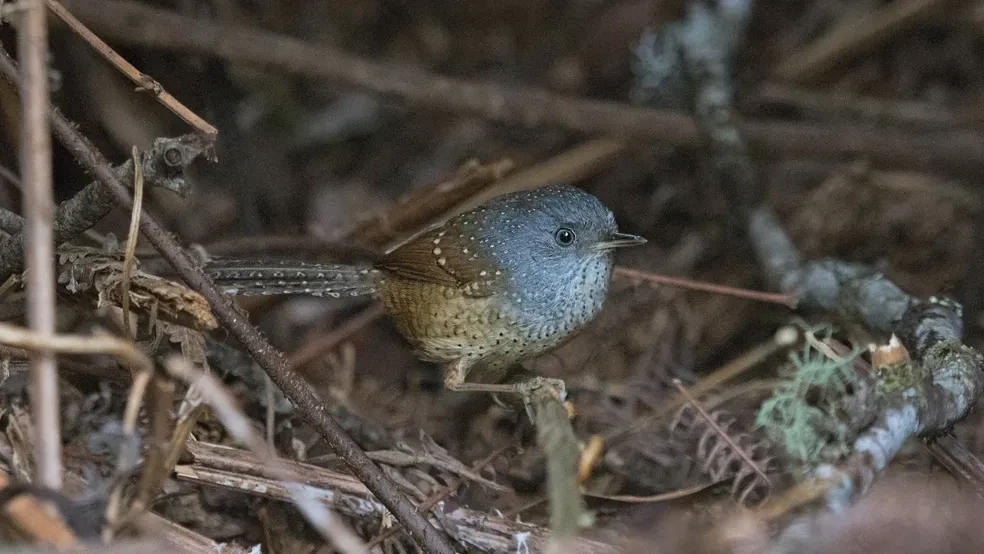 alimentacao do tapaculo-pintado