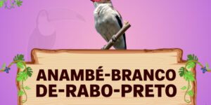 anambé branco de rabo preto