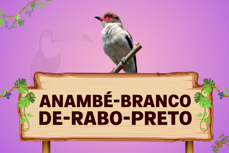 anambé branco de rabo preto