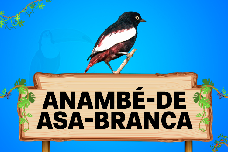 anambé de casa branca