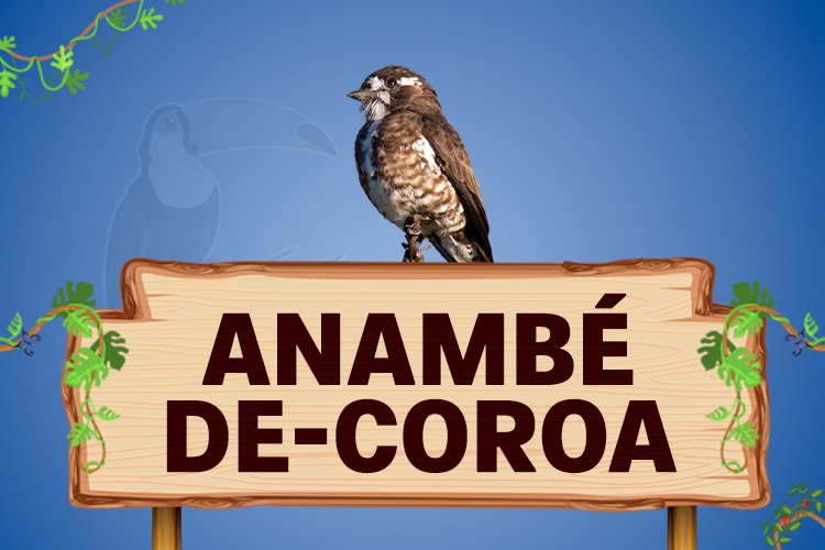 anambé de coroa