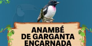 anambé de garganta encarnada