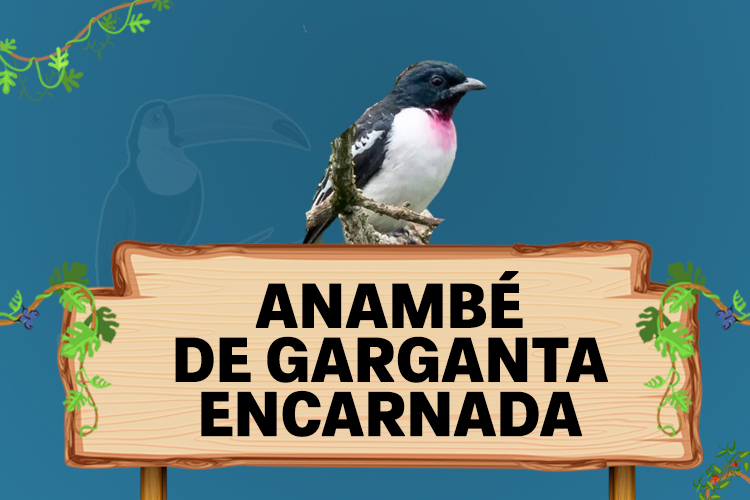 anambé de garganta encarnada