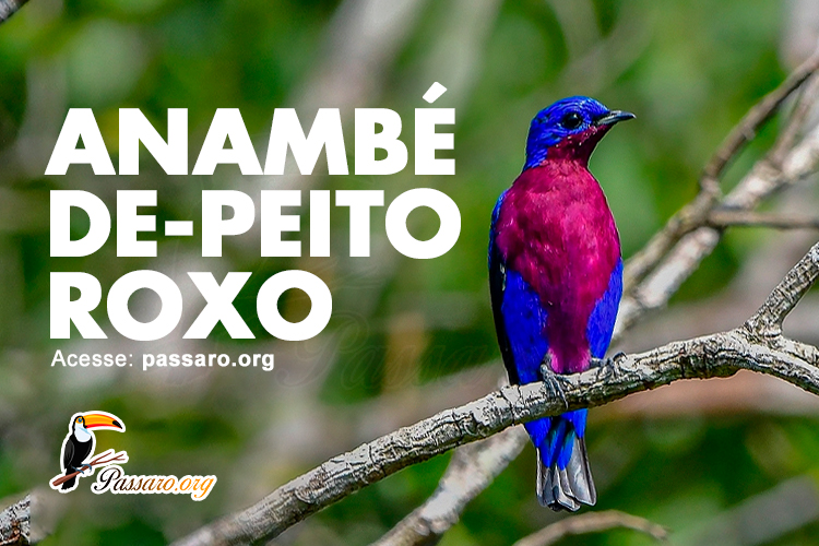 anambe de peito roxo