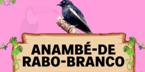 anambé de rabo branco