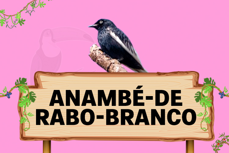 anambé de rabo branco