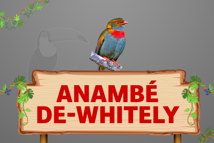 anambé de whitely