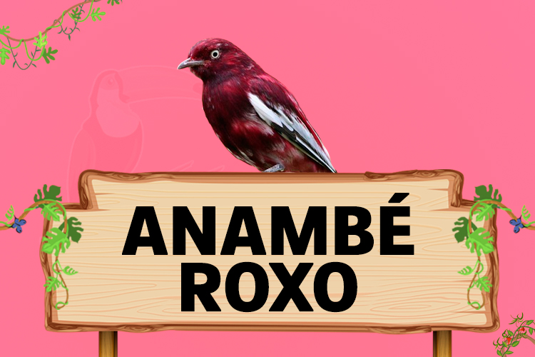 anambé roxo